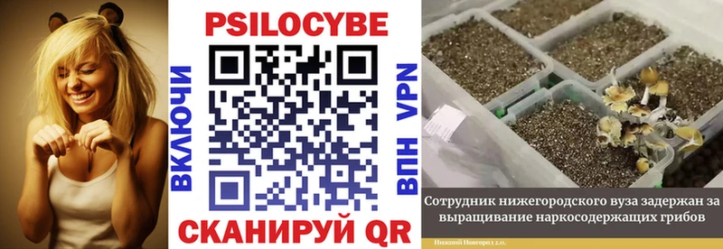 Псилоцибиновые грибы MAGIC MUSHROOMS  наркота  Ярославль 